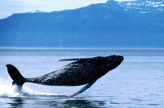 Balene in Nuova Zelanda