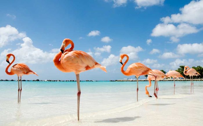 Flamingo's Beach - Aruba