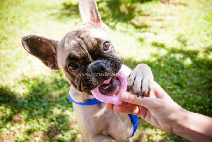 Wedding Pet Sitters