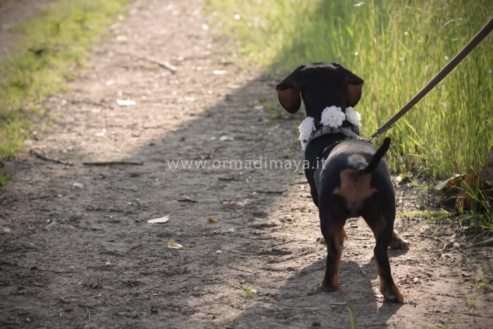 Wedding Pet Sitters