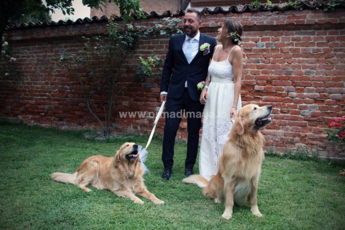 Wedding Pet Sitters