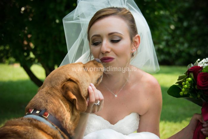 Wedding Pet Sitters