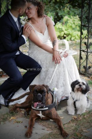 Wedding Pet Sitters