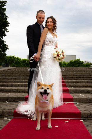 Wedding Pet Sitters