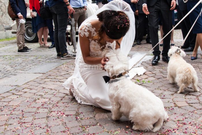 Wedding Pet Sitters