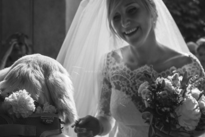 Wedding Pet Sitters