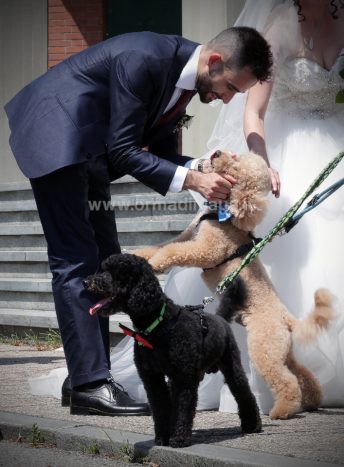 Wedding Pet Sitters