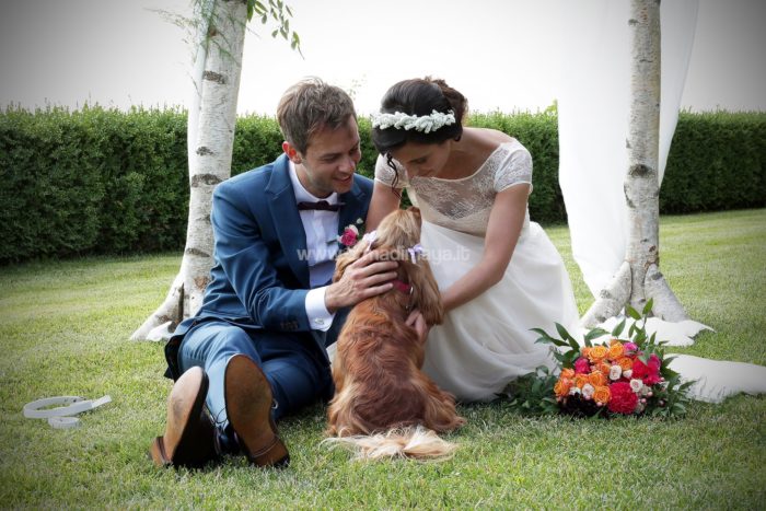 Wedding Pet Sitters