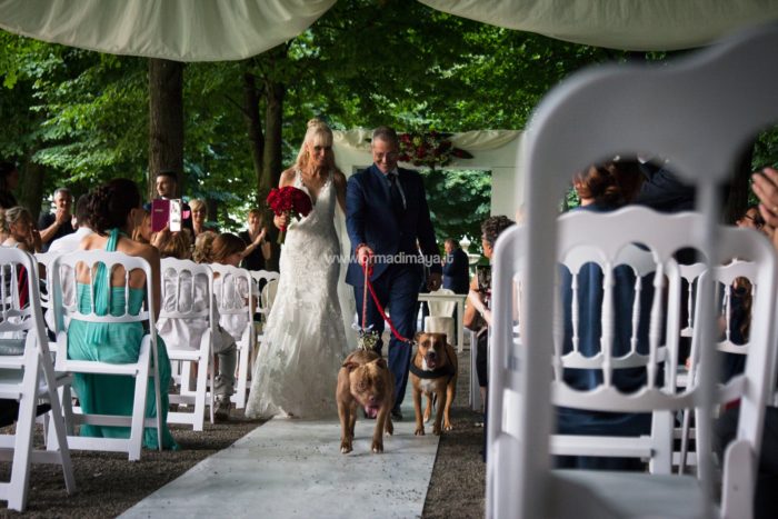 Wedding Pet Sitters