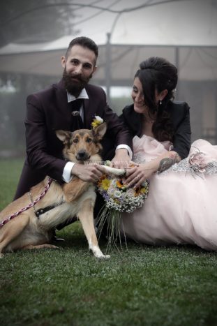 Wedding Pet Sitters