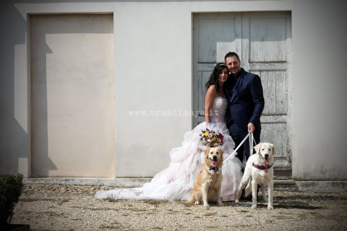 Wedding Pet Sitters